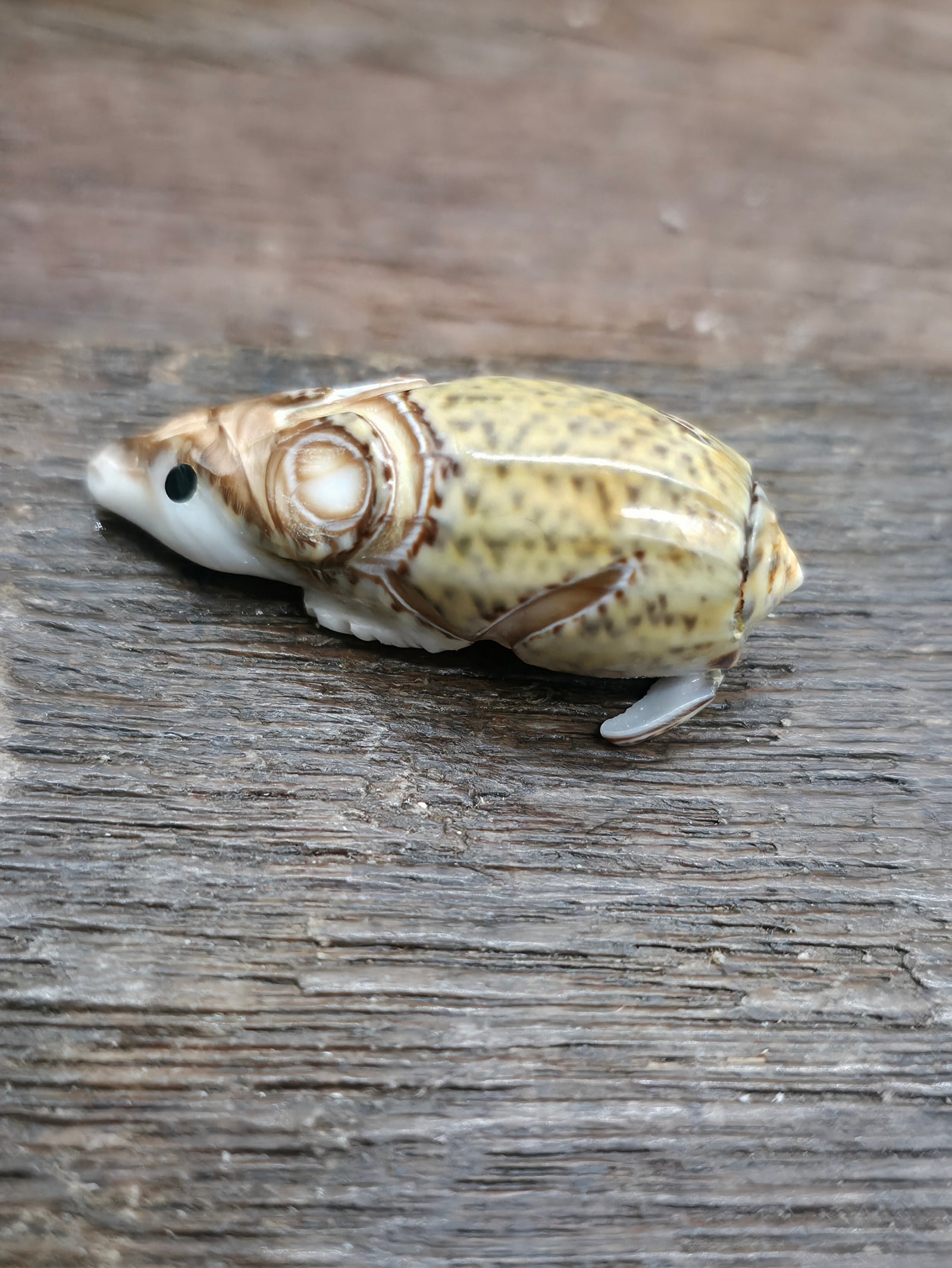 Hand Carved Seashell Mouse Fetish by Roy Davis